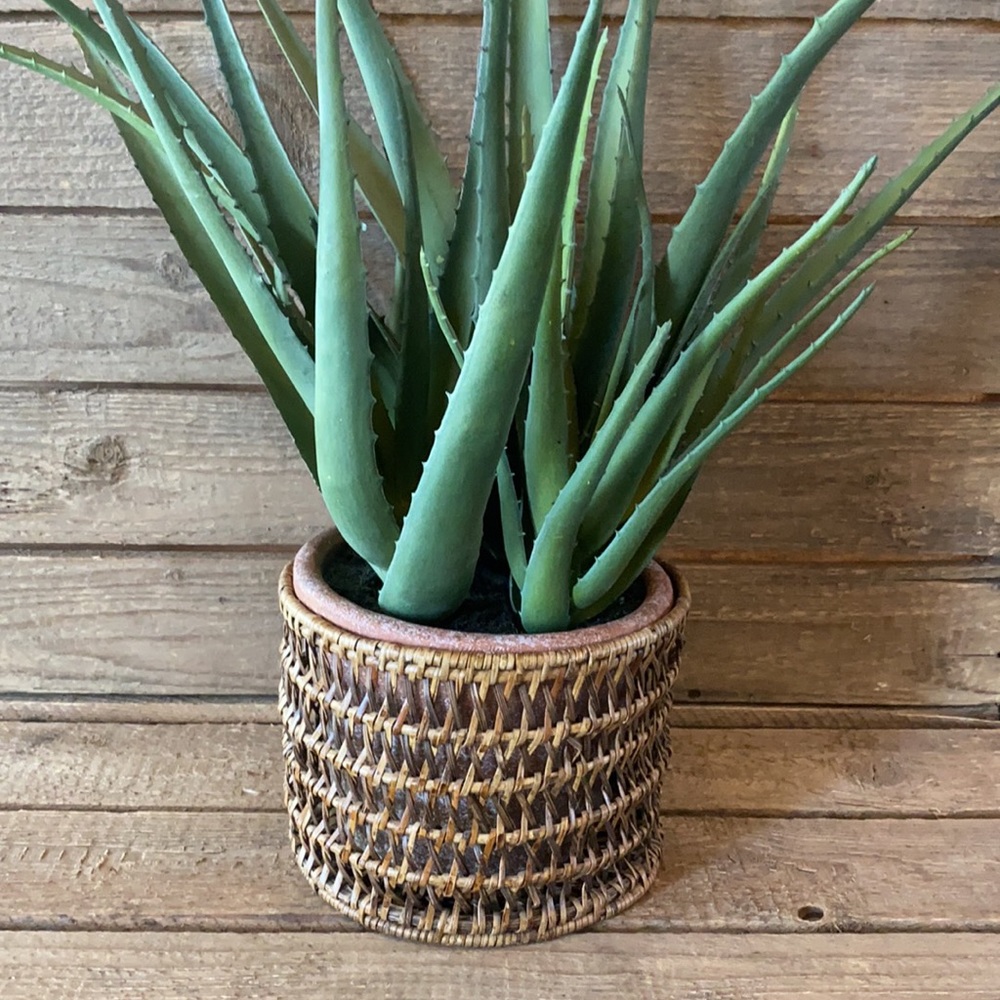 🌵basket🌵